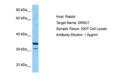 SDR9C7 Rabbit anti-Human, Polyclonal, Novus Biologicals 0.1ml; Unconjugated:Antibodies,